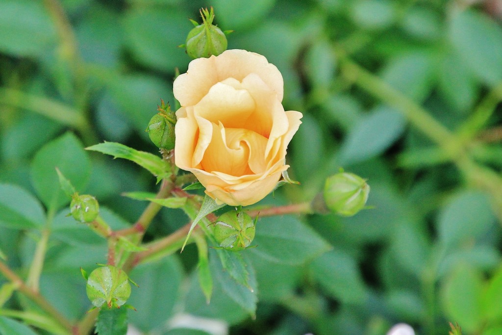 Foto: Parque Cervantes - Barcelona (Cataluña), España