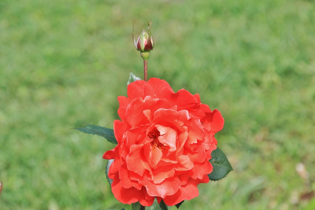 Foto: Parque Cervantes - Barcelona (Cataluña), España