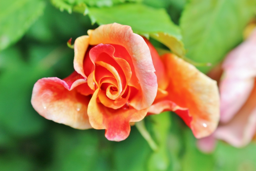 Foto: Parque Cervantes - Barcelona (Cataluña), España