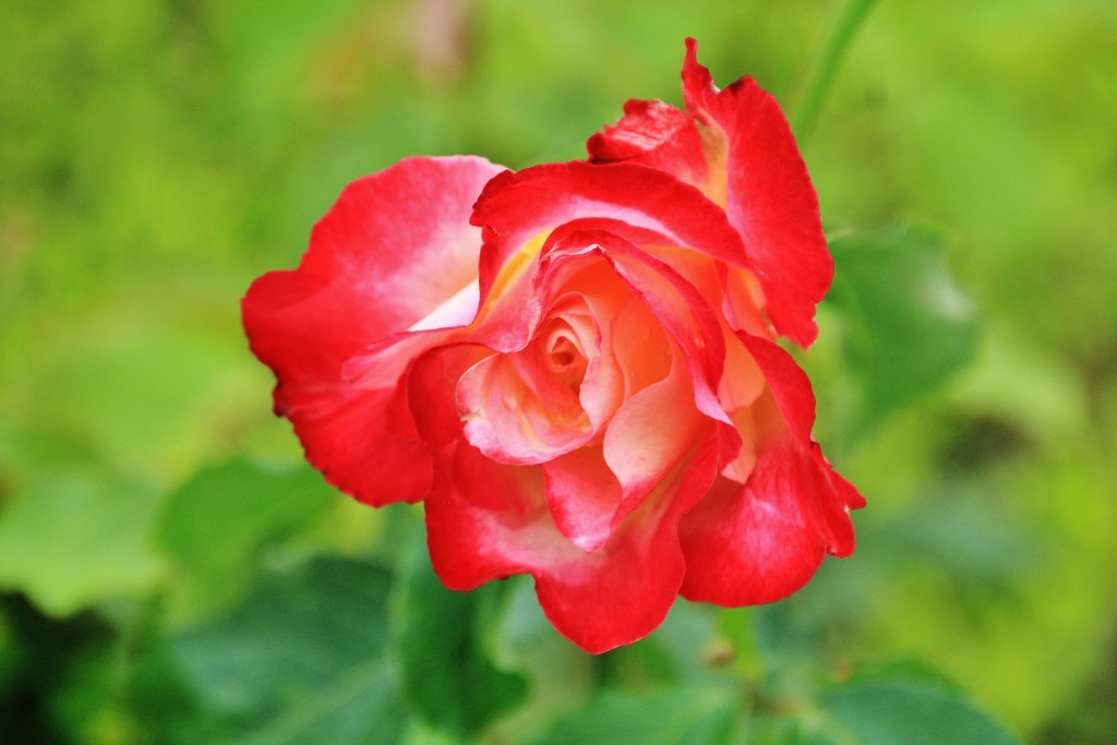 Foto: Parque Cervantes - Barcelona (Cataluña), España