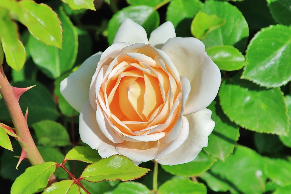 Foto: Parque Cervantes - Barcelona (Cataluña), España