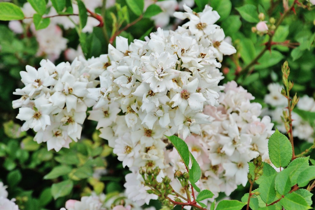 Foto: Parque Cervantes - Barcelona (Cataluña), España