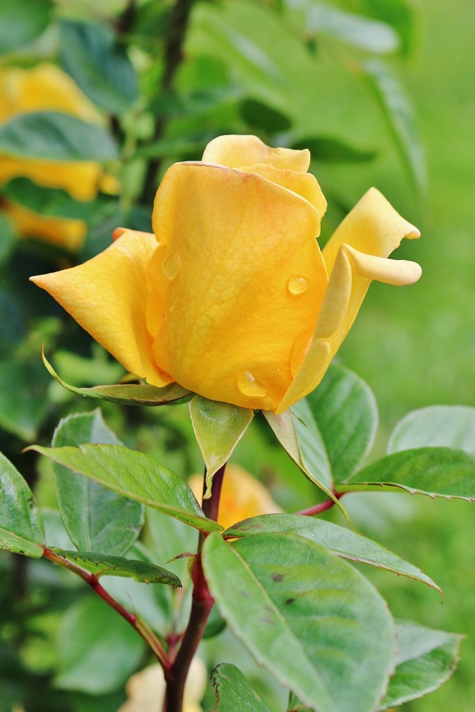 Foto: Parque Cervantes - Barcelona (Cataluña), España