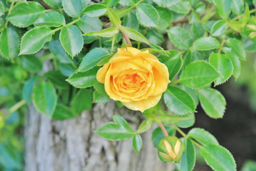 Foto: Parque Cervantes - Barcelona (Cataluña), España