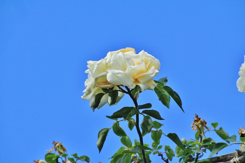 Foto: Parque Cervantes - Barcelona (Cataluña), España