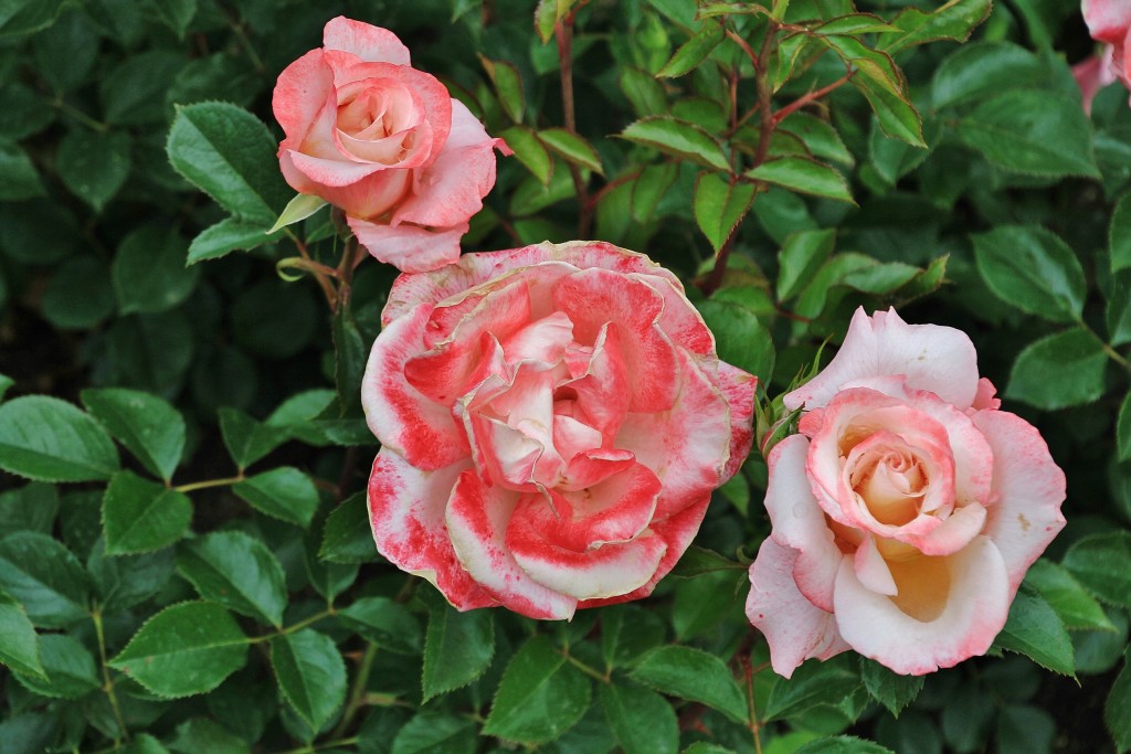 Foto: Parque Cervantes - Barcelona (Cataluña), España