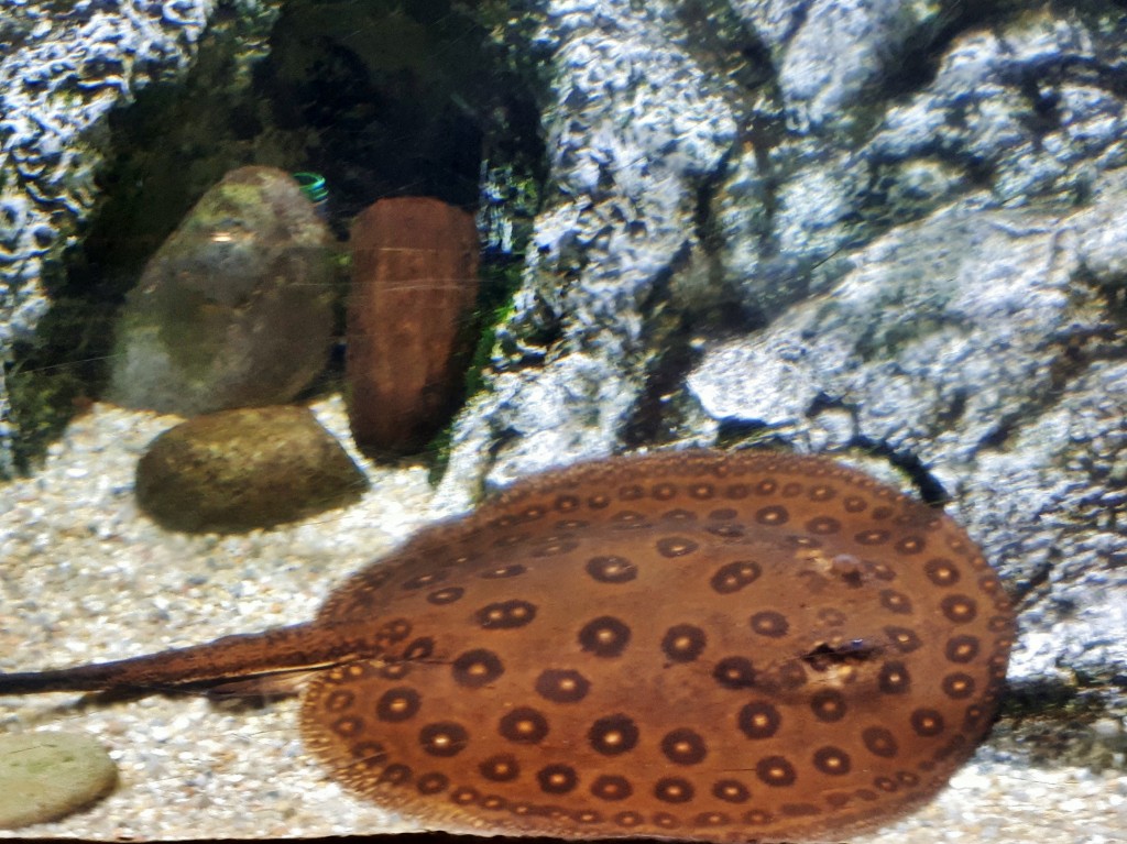 Foto: Acuario - Barcelona (Cataluña), España