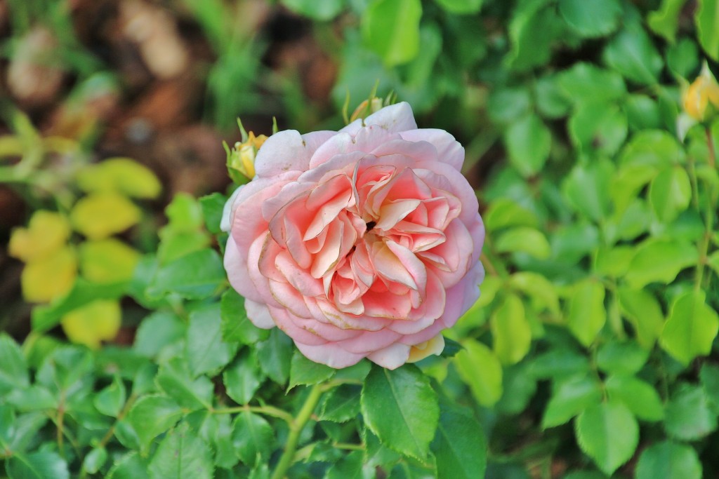 Foto: Parque Cervantes - Barcelona (Cataluña), España
