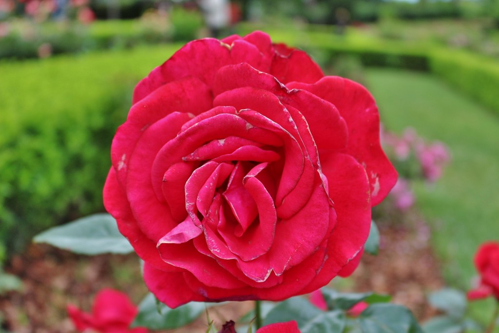 Foto: Parque Cervantes - Barcelona (Cataluña), España