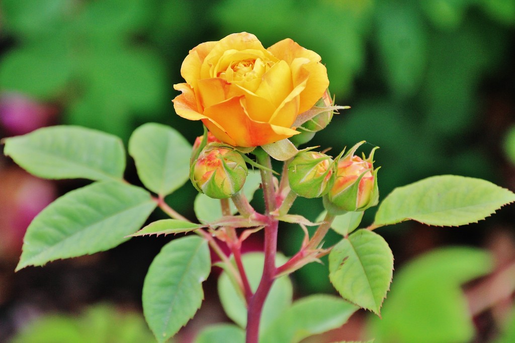 Foto: Parque Cervantes - Barcelona (Cataluña), España