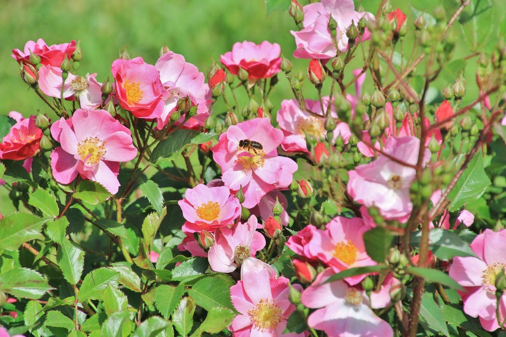 Foto: Parque Cervantes - Barcelona (Cataluña), España