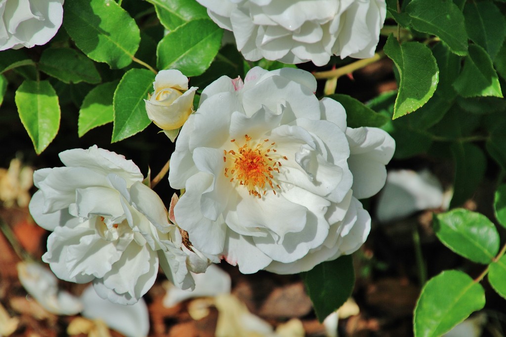 Foto: Parque Cervantes - Barcelona (Cataluña), España
