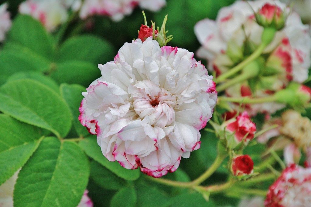 Foto: Parque Cervantes - Barcelona (Cataluña), España
