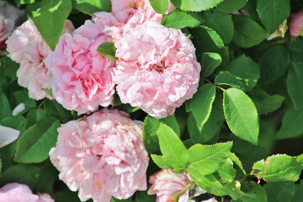 Foto: Parque Cervantes - Barcelona (Cataluña), España