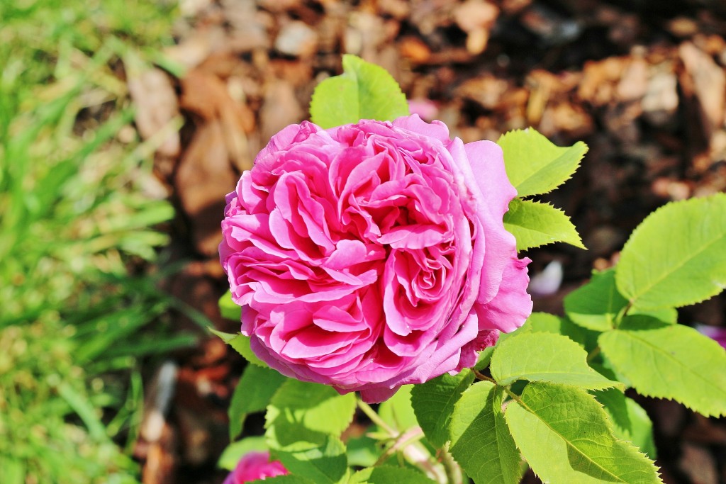 Foto: Parque Cervantes - Barcelona (Cataluña), España