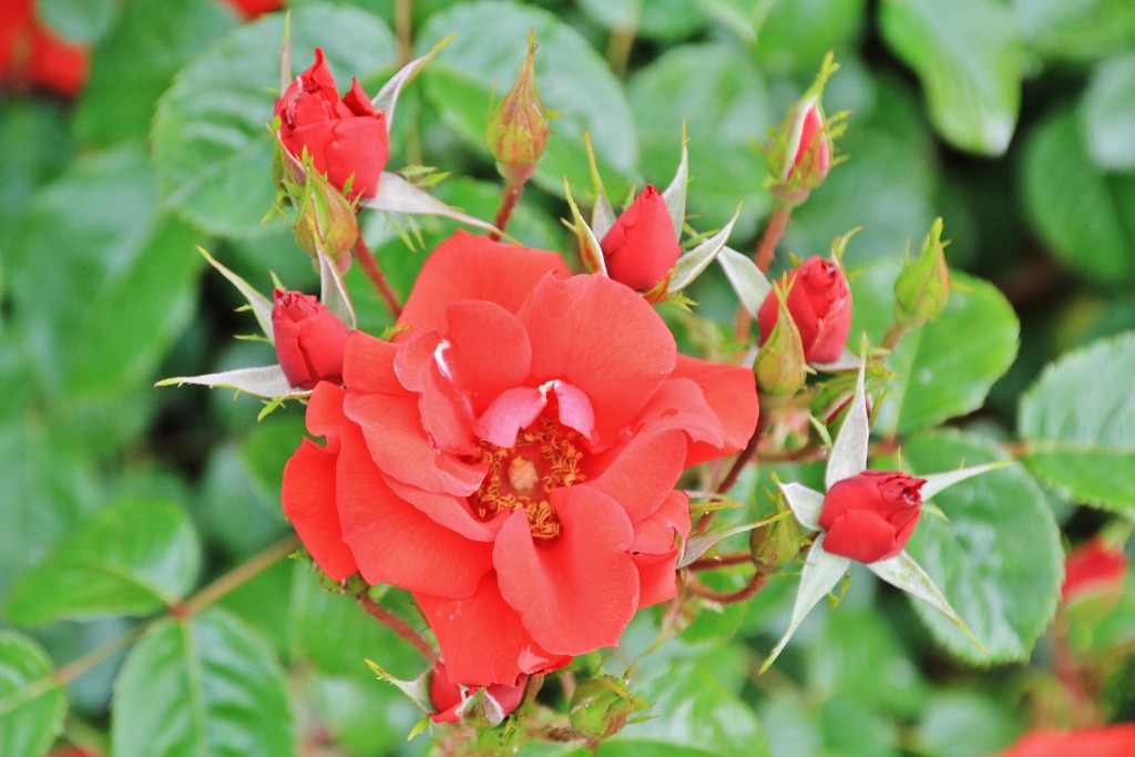 Foto: Parque Cervantes - Barcelona (Cataluña), España