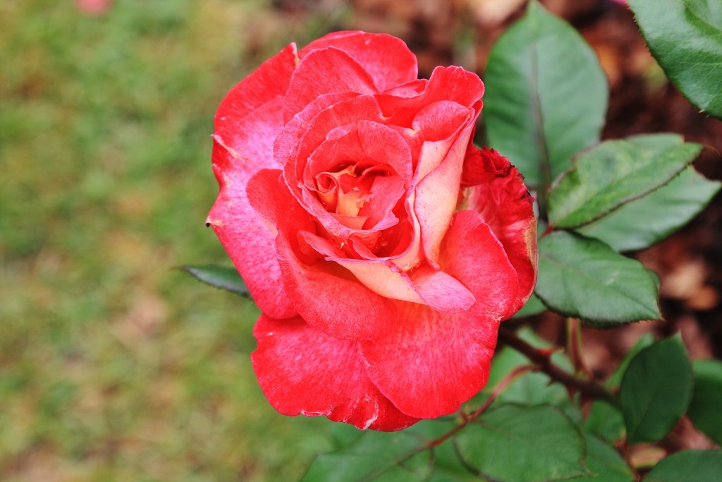 Foto: Parque Cervantes - Barcelona (Cataluña), España