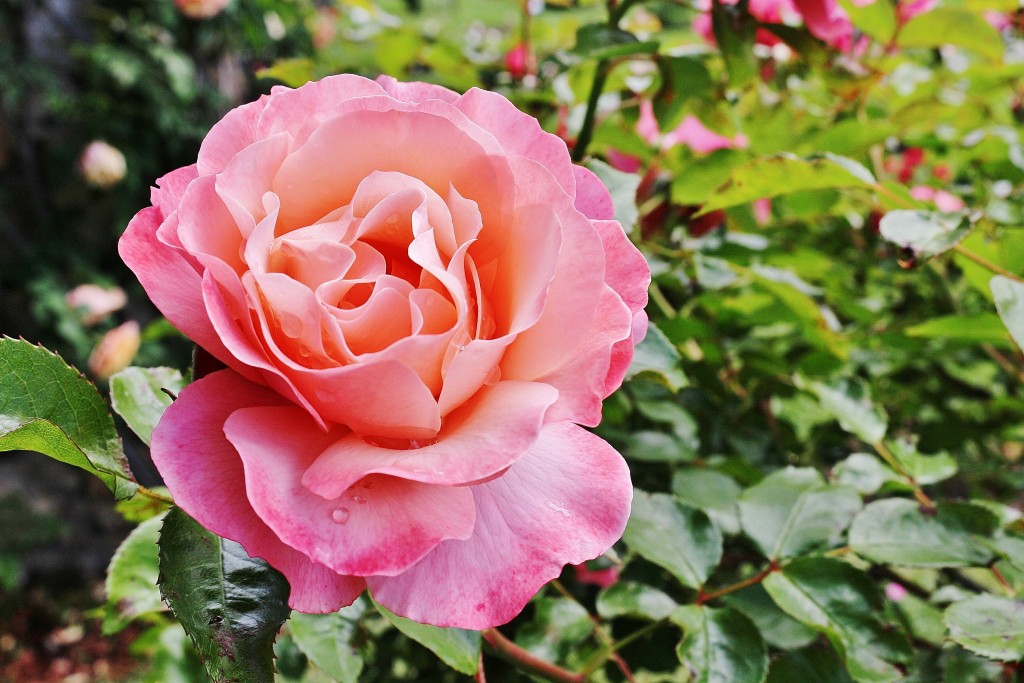 Foto: Parque Cervantes - Barcelona (Cataluña), España