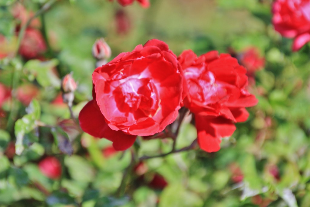 Foto: Parque Cervantes - Barcelona (Cataluña), España