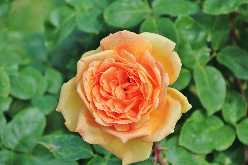 Foto: Parque Cervantes - Barcelona (Cataluña), España