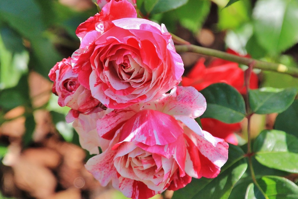 Foto: Parque Cervantes - Barcelona (Cataluña), España