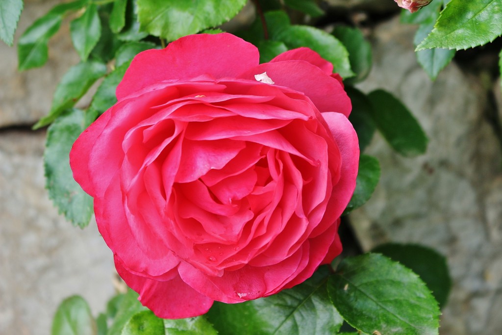 Foto: Parque Cervantes - Barcelona (Cataluña), España