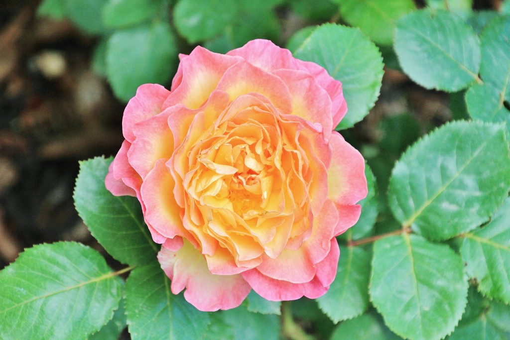 Foto: Parque Cervantes - Barcelona (Cataluña), España