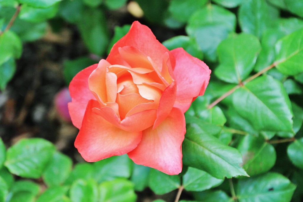 Foto: Parque Cervantes - Barcelona (Cataluña), España