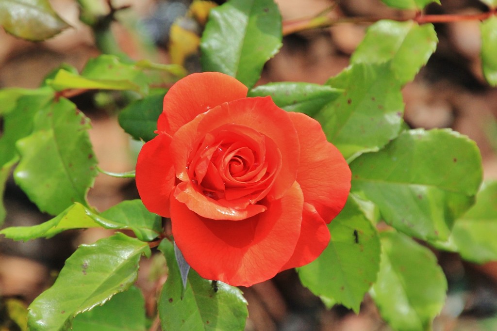 Foto: Parque Cervantes - Barcelona (Cataluña), España