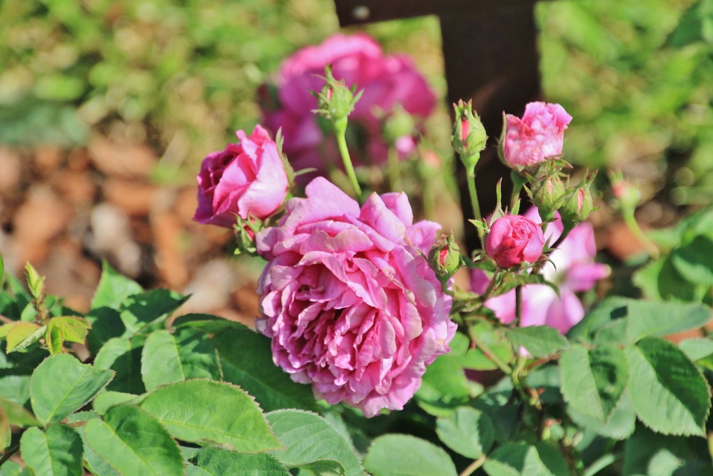 Foto: Parque Cervantes - Barcelona (Cataluña), España