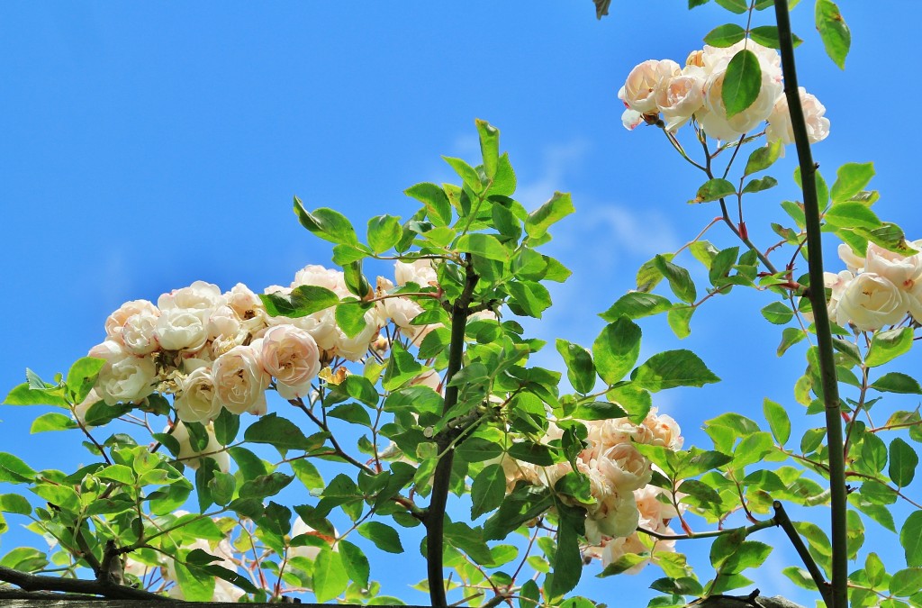 Foto: Parque Cervantes - Barcelona (Cataluña), España