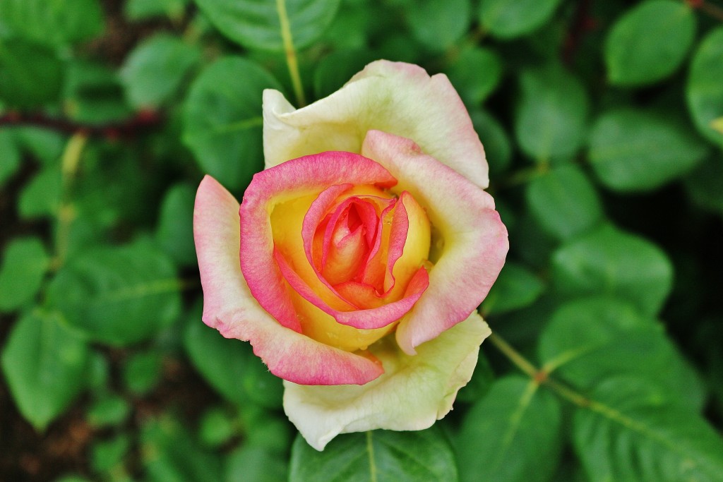 Foto: Parque Cervantes - Barcelona (Cataluña), España