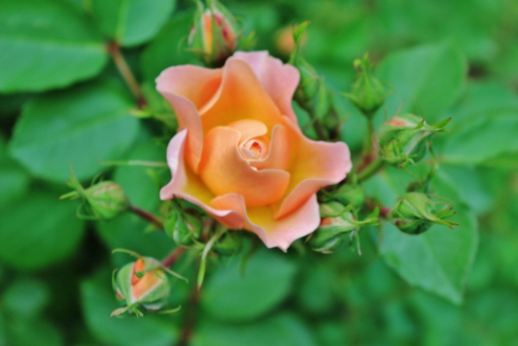 Foto: Parque Cervantes - Barcelona (Cataluña), España