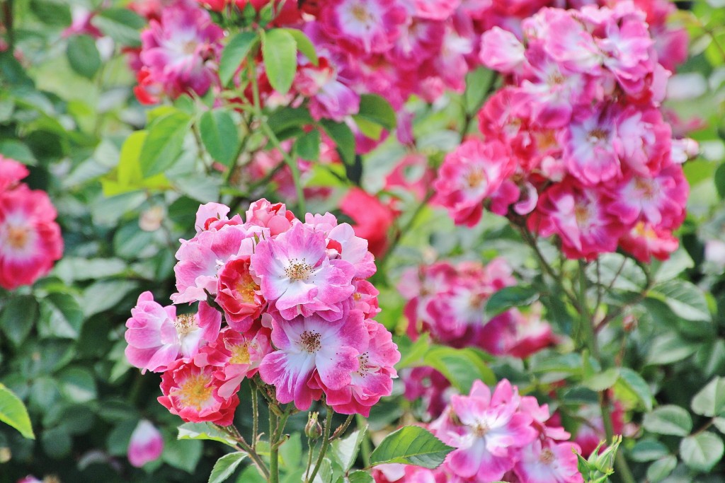 Foto: Parque Cervantes - Barcelona (Cataluña), España