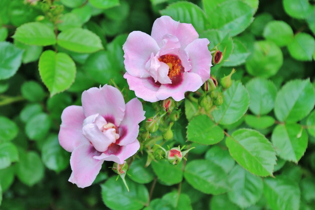 Foto: Parque Cervantes - Barcelona (Cataluña), España