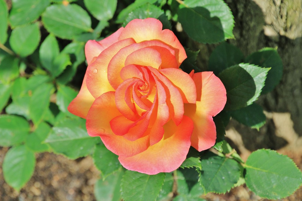 Foto: Parque Cervantes - Barcelona (Cataluña), España