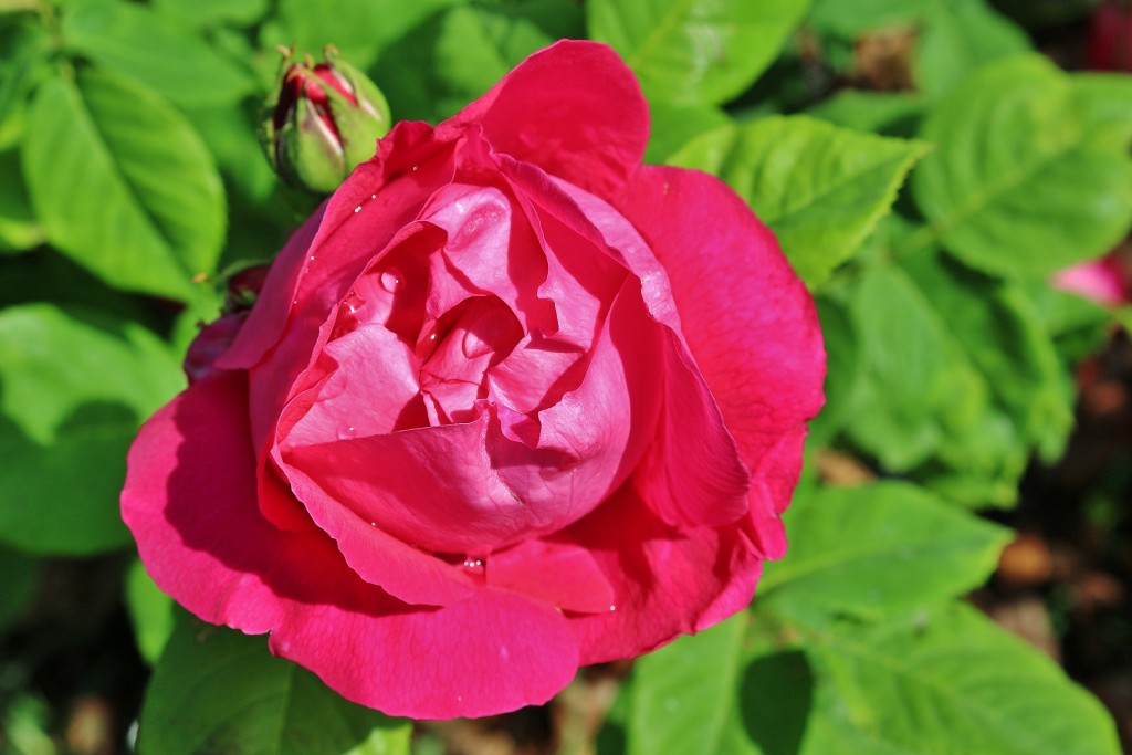 Foto: Parque Cervantes - Barcelona (Cataluña), España