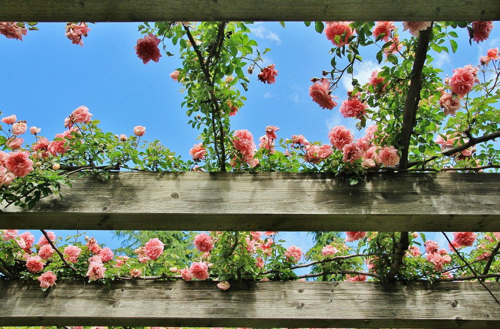 Foto: Parque Cervantes - Barcelona (Cataluña), España