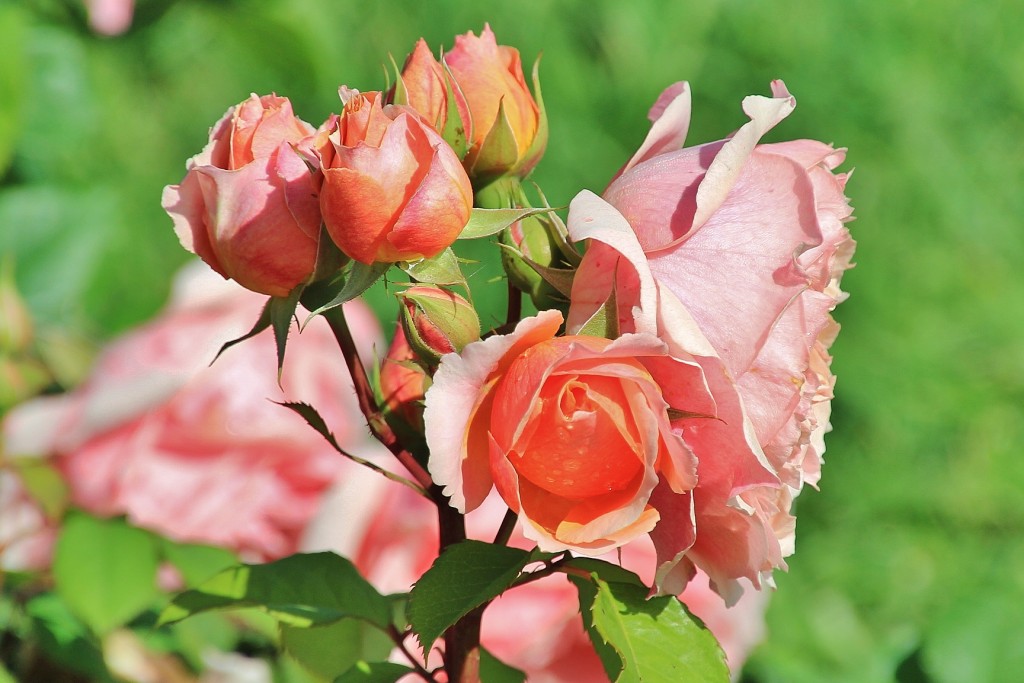 Foto: Parque Cervantes - Barcelona (Cataluña), España