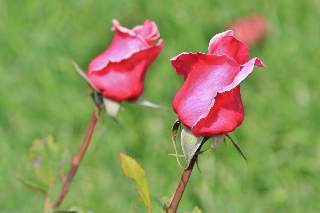 Foto: Parque Cervantes - Barcelona (Cataluña), España
