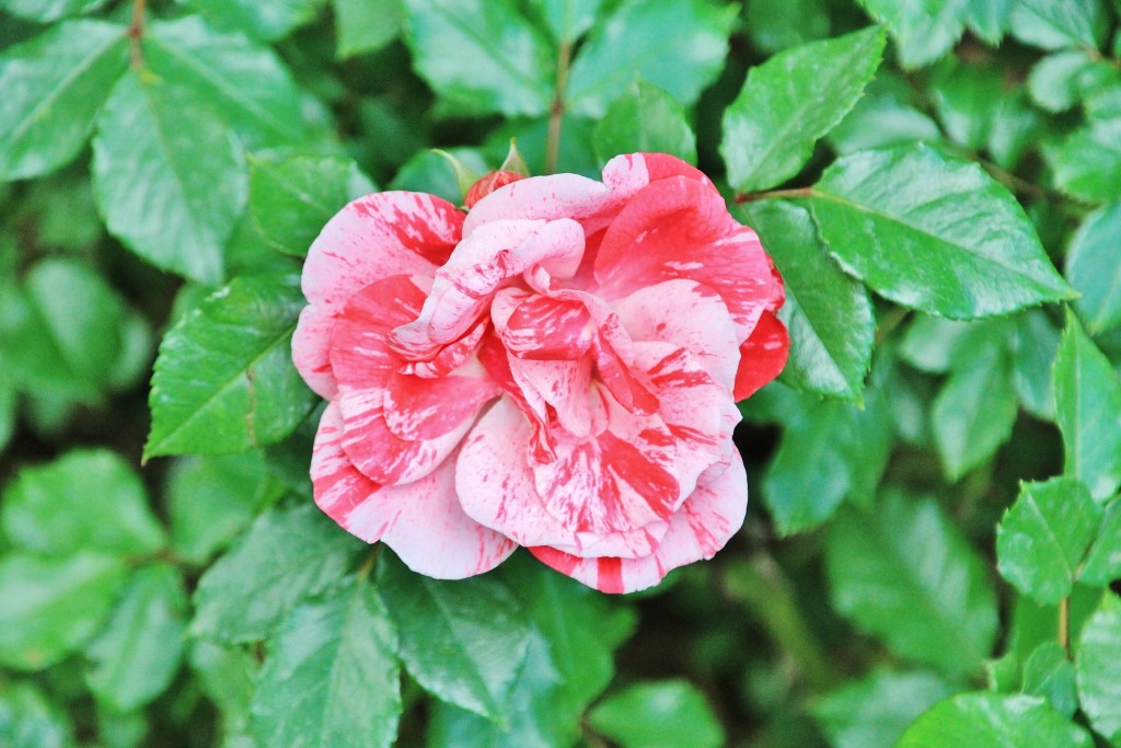 Foto: Parque Cervantes - Barcelona (Cataluña), España