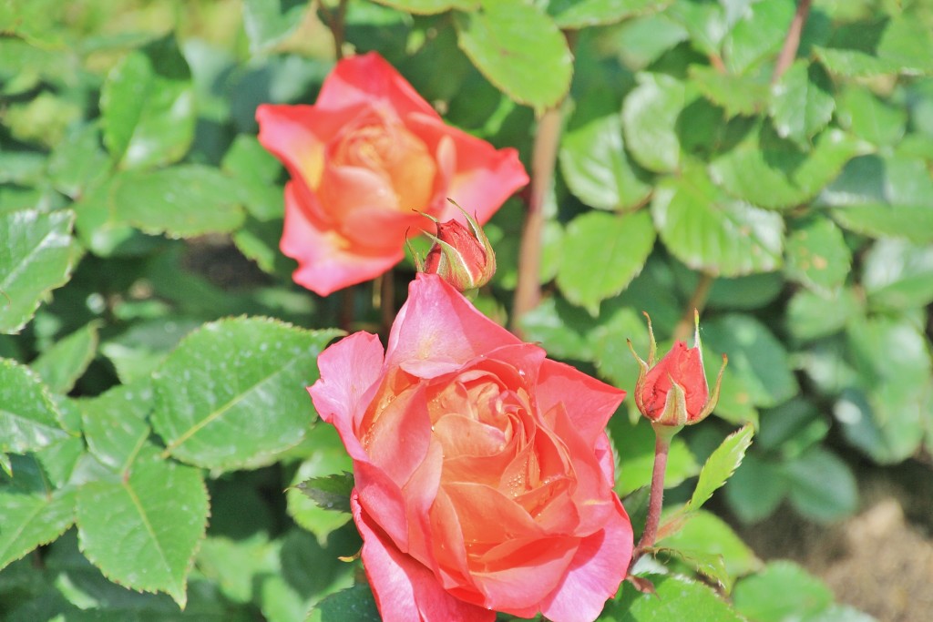 Foto: Parque Cervantes - Barcelona (Cataluña), España
