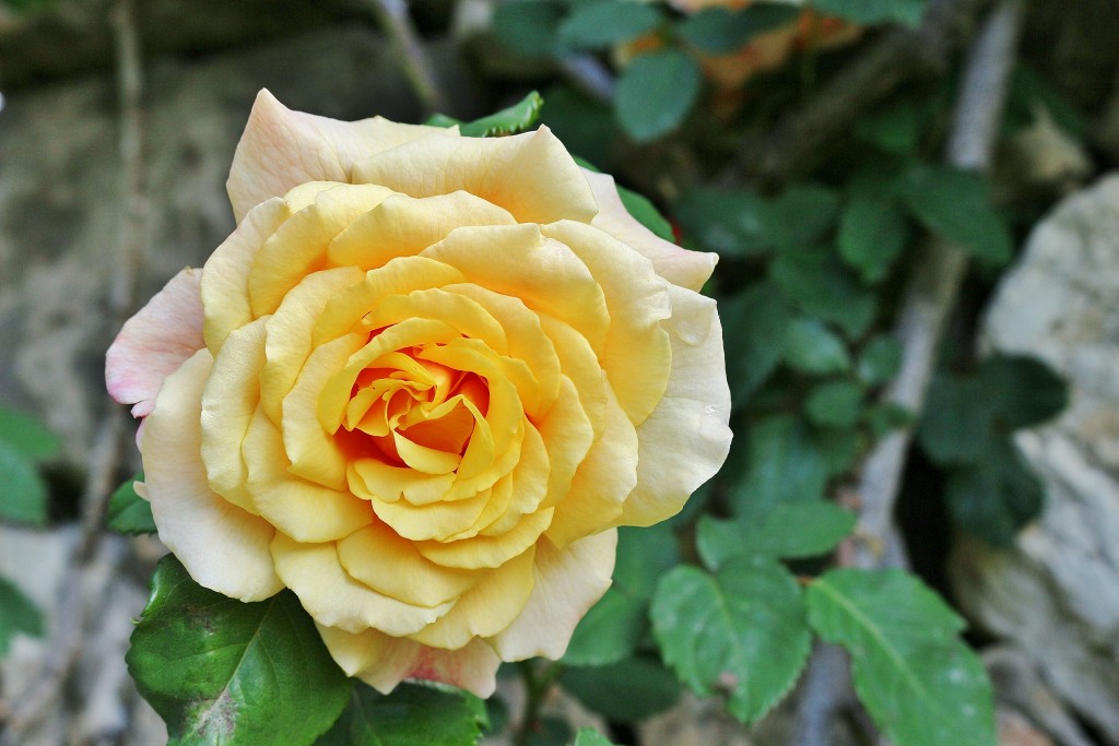 Foto: Parque Cervantes - Barcelona (Cataluña), España