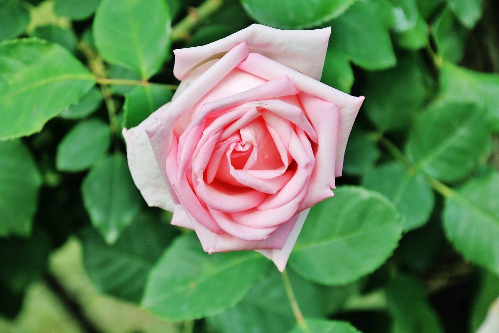 Foto: Parque Cervantes - Barcelona (Cataluña), España