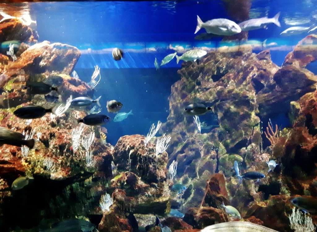 Foto: Acuario - Barcelona (Cataluña), España