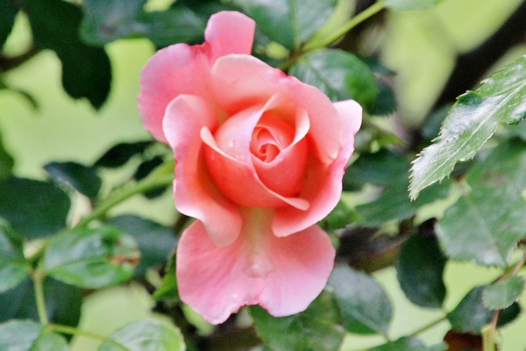 Foto: Parque Cervantes - Barcelona (Cataluña), España