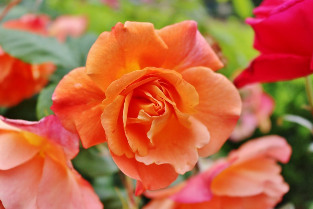 Foto: Parque Cervantes - Barcelona (Cataluña), España