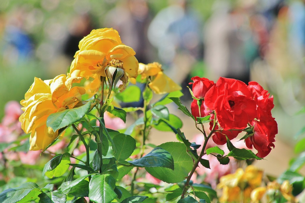 Foto: Parque Cervantes - Barcelona (Cataluña), España