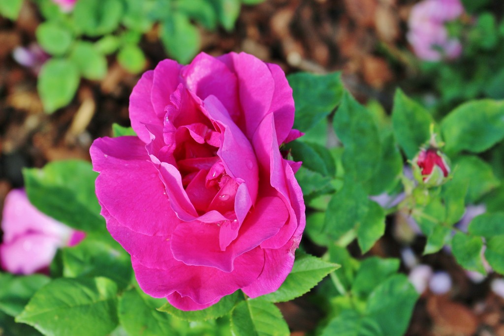 Foto: Parque Cervantes - Barcelona (Cataluña), España