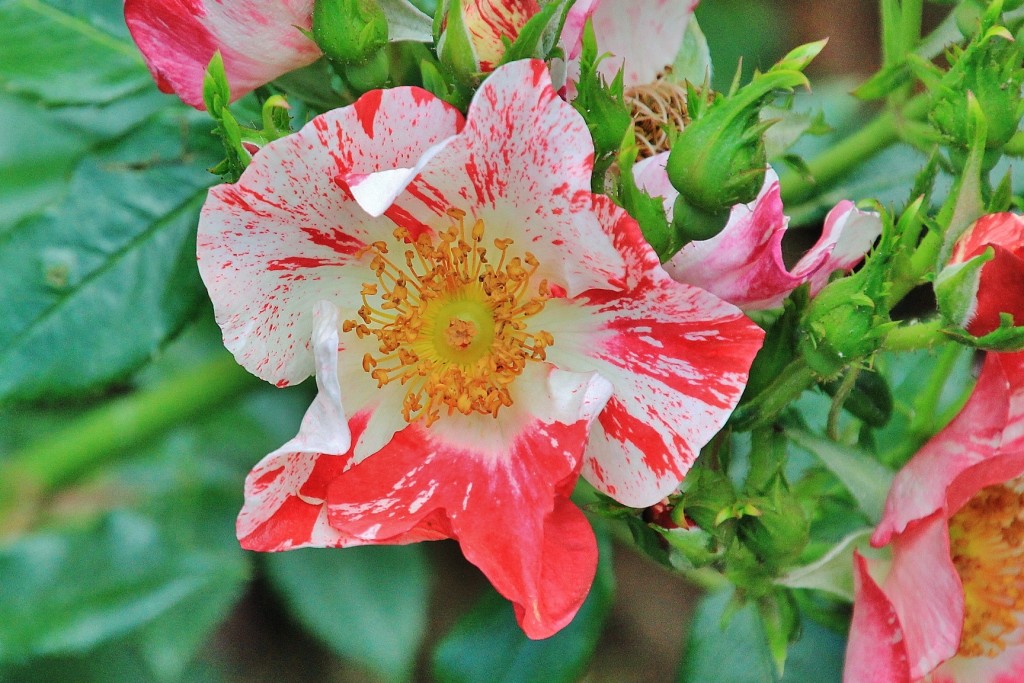 Foto: Parque Cervantes - Barcelona (Cataluña), España